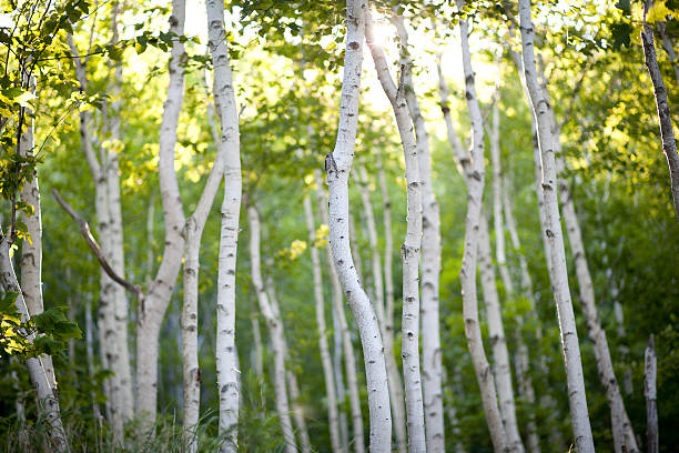 birken am abend - birch tree tree downy birch white stock-fotos und bilder