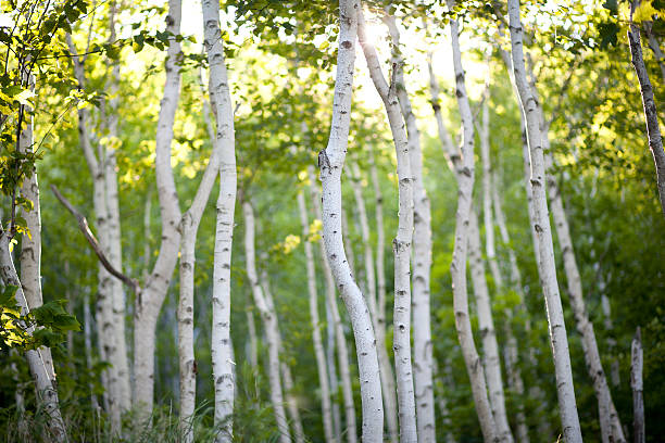 Evening Birch Trees stock photo