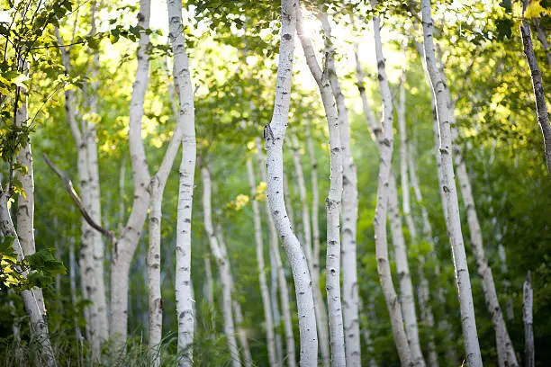 "Shot at f1.8, this image has a really shallow depth of field giving a different look than most forest scenics."