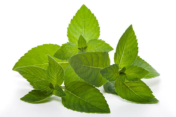 mint - tarragon herb spice freshness fotografías e imágenes de stock