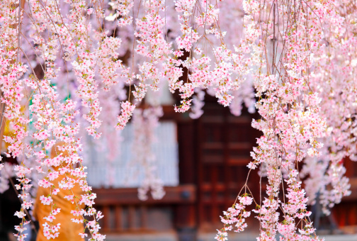 Cherry Blossom, Sakura in Japan