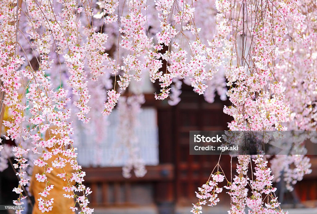Cherry Blossom, Sakura in Japan Architecture Stock Photo