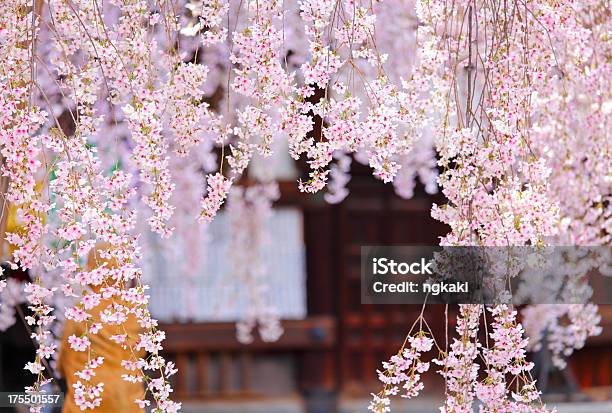 Cherry Blossom Sakura In Japan Stock Photo - Download Image Now - Architecture, Beauty, Blossom