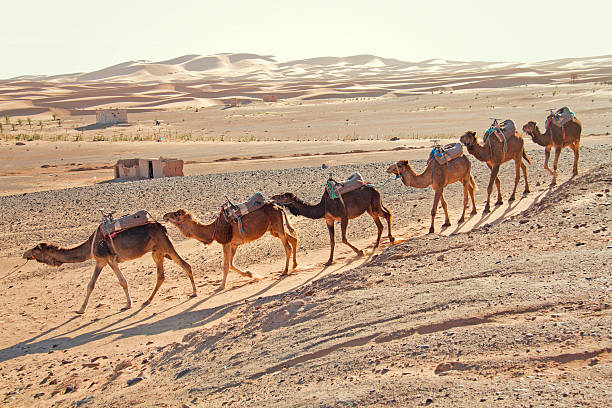 istock Camels in the desert 175501679