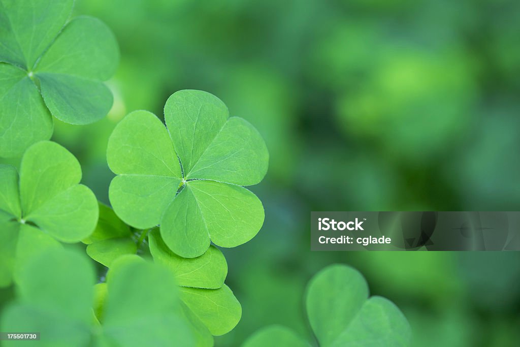 Green Clover Background Horizontal Bright classic clover background. Selective focus St. Patrick's Day Stock Photo