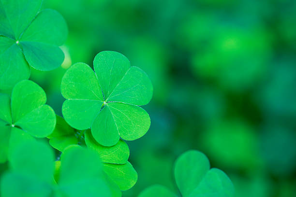 Green Clover Background Horizontal Bright classic clover background. Selective focus st patricks day clover stock pictures, royalty-free photos & images