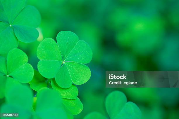 Green Clover Background Horizontal Stock Photo - Download Image Now - St. Patrick's Day, Clover, Luck