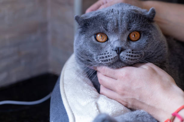 istock scottish fold cat and woman hands 1755017514