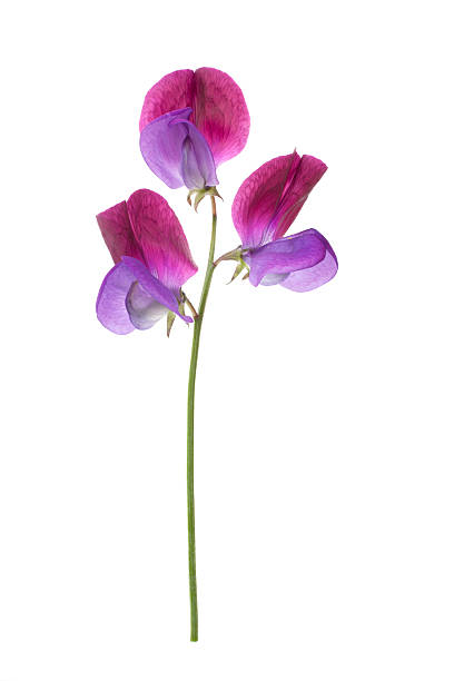 Sweet Pea'Cupani'flor ((Lathyrus odoratus). - foto de stock