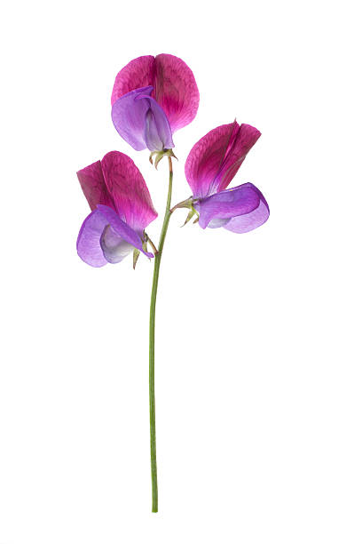 Com ervilha doce'Cupani'flor ((Lathyrus odoratus). - foto de acervo