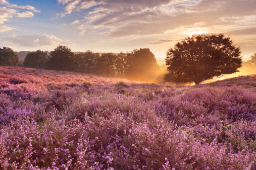 Sunrise over hills with blooming heather.