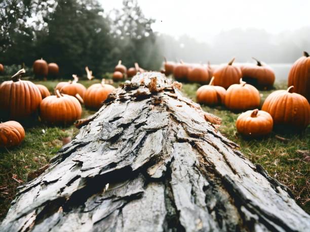 Halloween farm stock photo