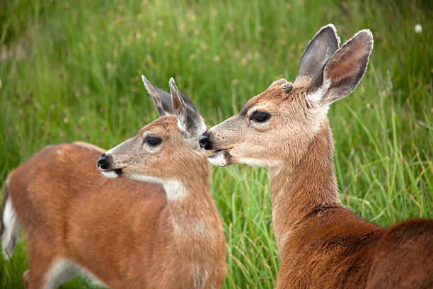 A pair of young black-tailed deer enjoy the cooler temperatures on the Hurricane Ridge in the Olympic Mountains of Washington state.