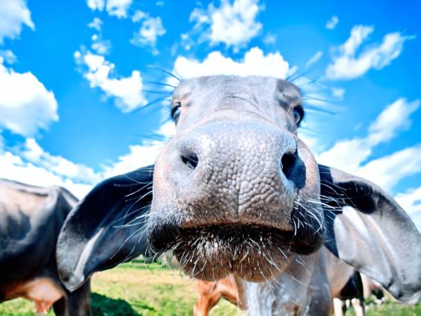 Cow selfie stock photo