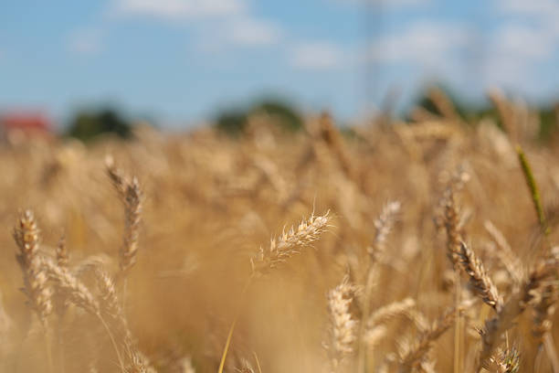 istock wheat field yellow spike detail 175502215