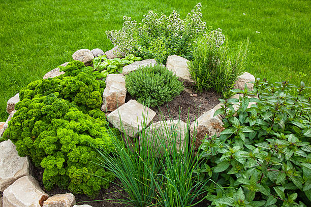 herb espiral - oregano herb garden herb gardens imagens e fotografias de stock