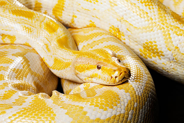 Snake - Albino burmese python Albino burmese python. 7m long Snake.  Very shallow DOF. The grain and texture added. morelia stock pictures, royalty-free photos & images