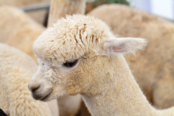 istock Alpaca Vicugna pacos head portrait 175502857