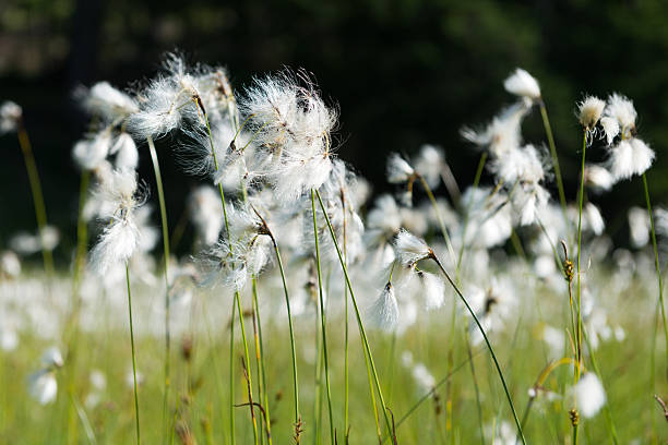 erióforo, género eriophorum, cyperaceae - cotton grass sedge grass nature imagens e fotografias de stock