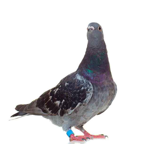 istock Racing Pigeon isolated on white 175502919