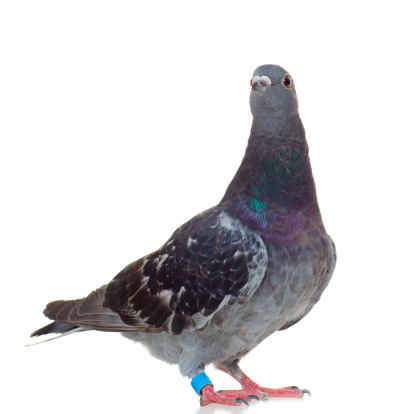 Two months old Racing Pigeon isolated on white 