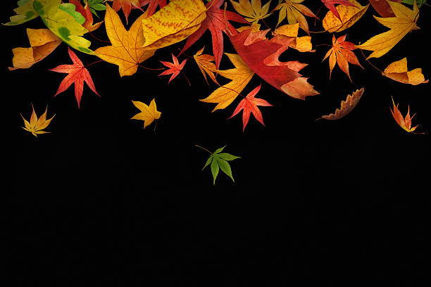 Photo of Falling Autumn Leaves