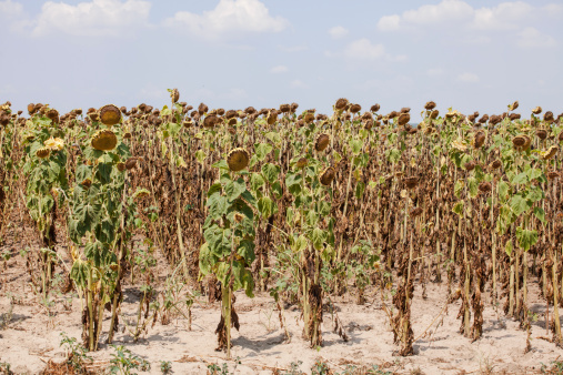 Sunflower crop are heavily impacted by drought; Adobe RGB color space;see other similar images: