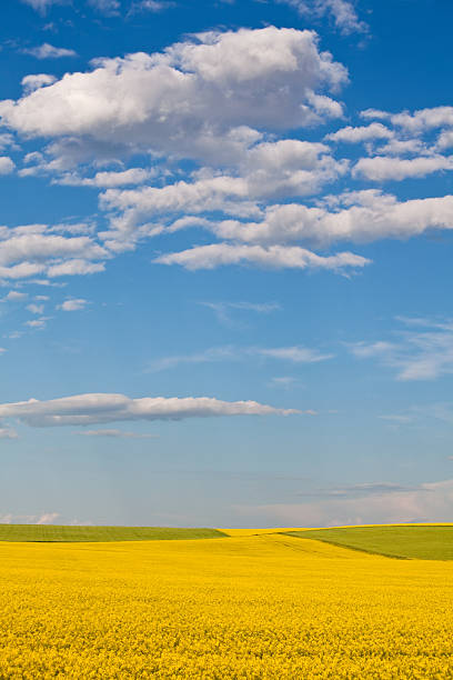 istock Landscape crops of canola field 175503820