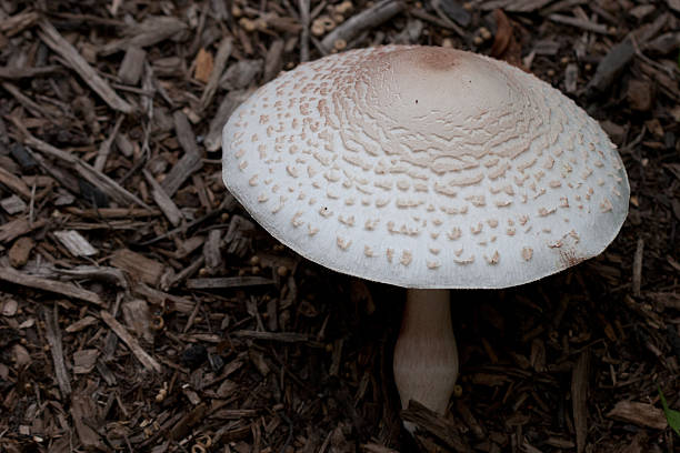 Mushroom stock photo