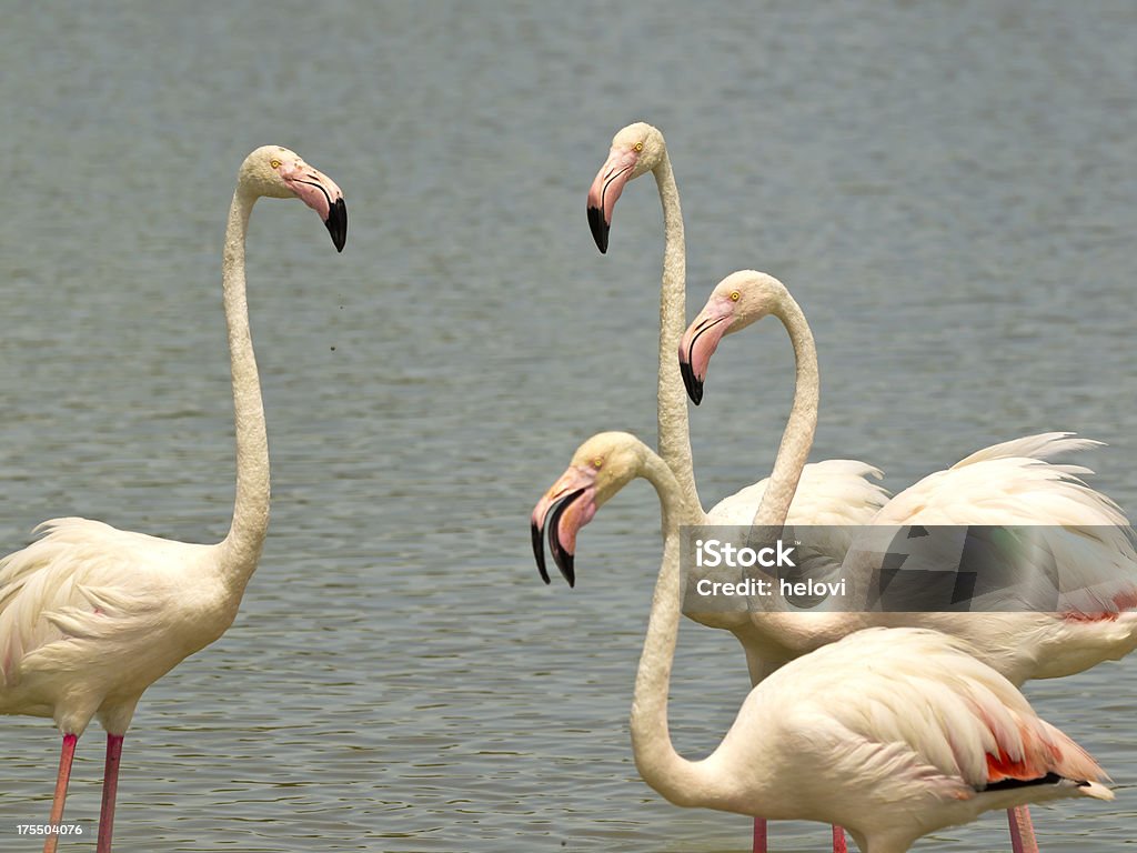 Flamingi - Zbiór zdjęć royalty-free (Camargue)