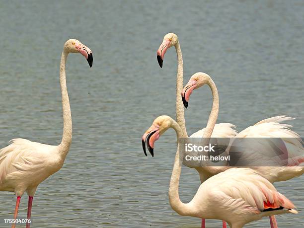 Flamingi - zdjęcia stockowe i więcej obrazów Camargue - Camargue, Chodzić po wodzie - Położenie, Cztery zwierzęta