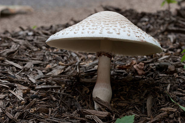 Mushroom stock photo