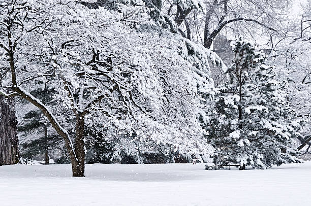 istock Winter landscape - during the snow storm 175504144