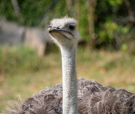 Took some amazing pictures of animals at the Little Rock Zoo.