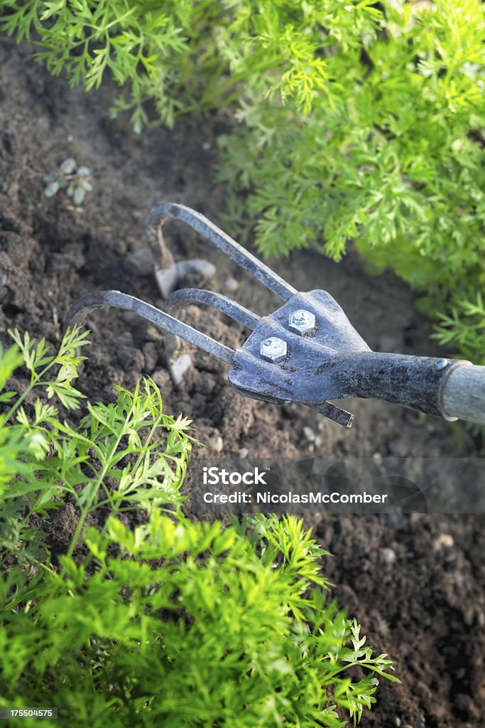 Weeding hoe in soil between parsley rows Weeding hoe in soil between parsley rows.A selection of related photographs: Agriculture Stock Photo