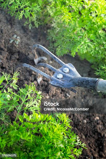 Weeding Hoe In Soil Between Parsley Rows Stock Photo - Download Image Now - Agriculture, August, Canada