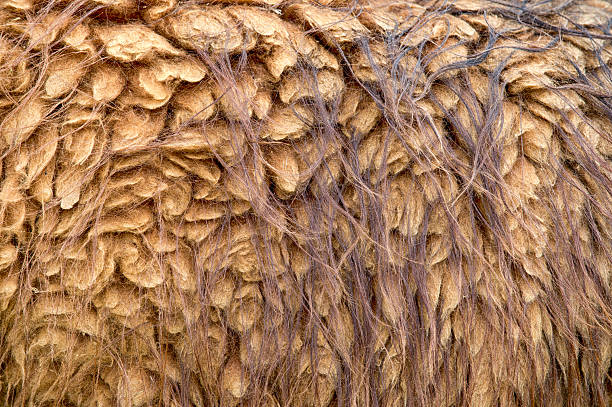 istock Full frame of llama fur 175504901