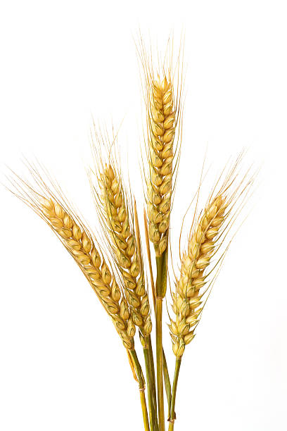 위트 귀 - wheat whole wheat close up corn on the cob 뉴스 사진 ��이미지