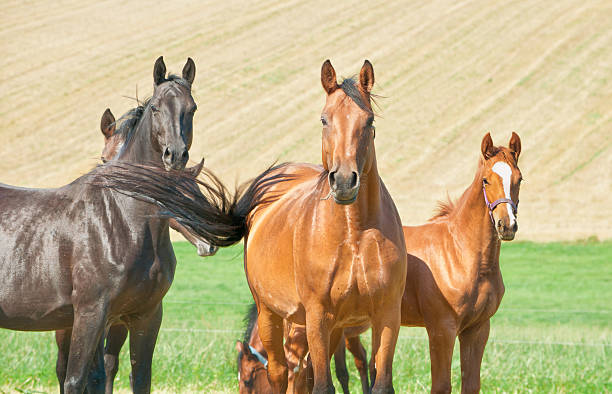 Horses - mares and foals, about 6 month old - looking interested to  me. What is this? Warmblood horses on pasture, photo taken in September. 