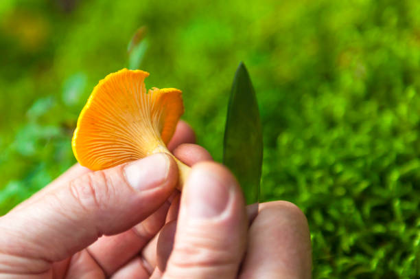 istock Cleaning yellow chanterelle 175505513