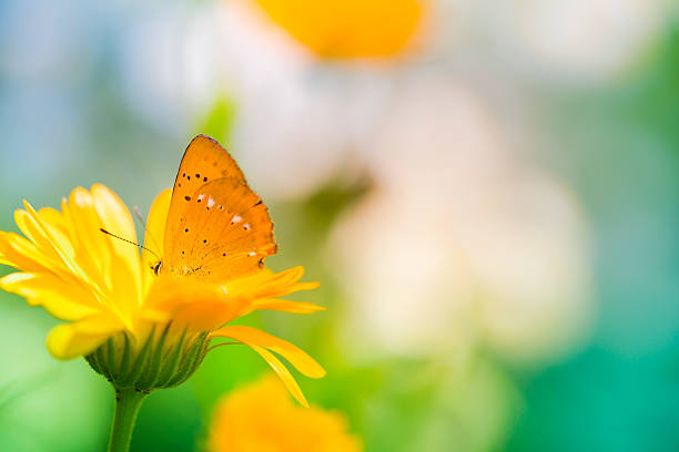 istock Lycaena virgaureae butterfly pollinating flower 175505557