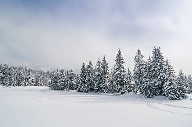 зимний пейзаж с снегом и деревьями - arctic wintry landscape landscape snow стоковые фото и изображения