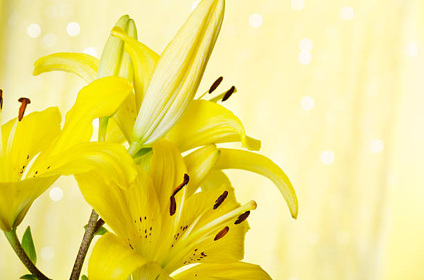 istock Horizontal of yellow lilies on sparkly background. 175505825