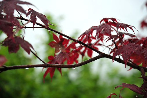 Close up photo of a branch with beautiful red leaves of a maple tree on a rainy day. With some rain drops on branch and green nature background.