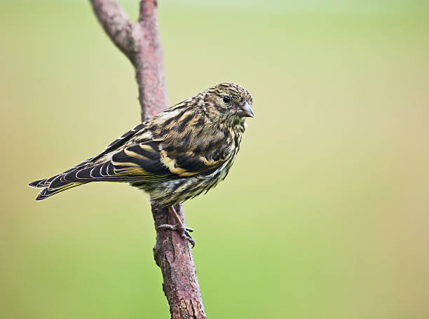 istock Immature  Eurasian Siskin (Carduelis spinus) perched on a branch 175505932