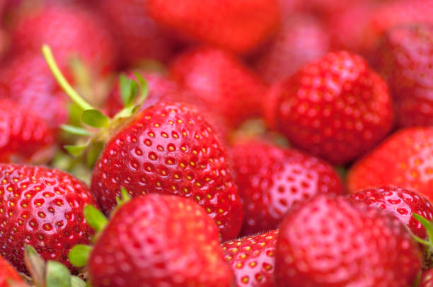 Strawberries Organically grown strawberries. Shallow dof. strawberry stock pictures, royalty-free photos & images