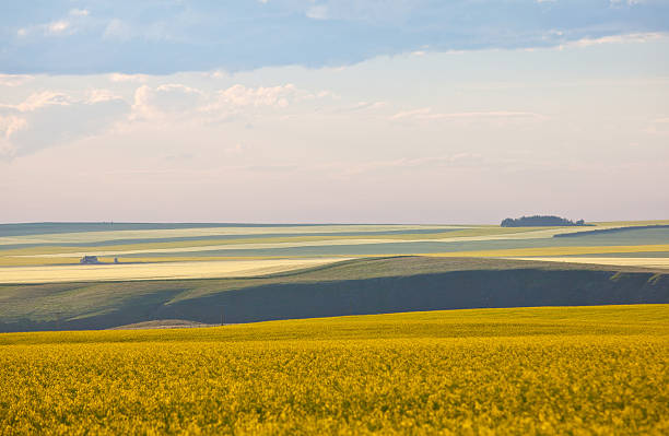 rolling prairie landforms - alberta foto e immagini stock