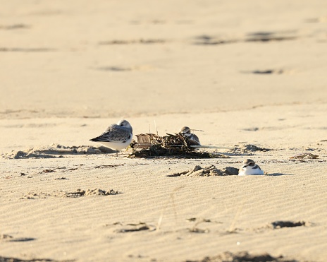 Three Western Snowy Plovers are resting among the debris on a sandy beach.