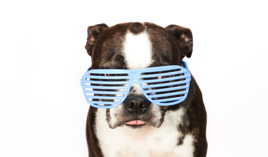 Boston terrier wearing glasses and sticking out tongue.