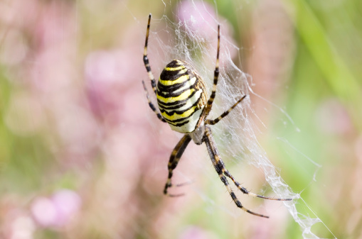 The wasp spider (Argiope bruennichi) is a species of orb-web spider distributed throughout central Europe, northern Europe, north Africa, parts of Asia and in the Azores archipelago. Like many other members of the genus Argiope, it shows striking yellow and black markings on its abdomen.